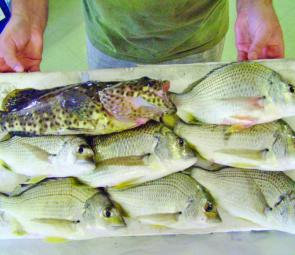 Head to Jumpinpin in July for a top feed of bream.